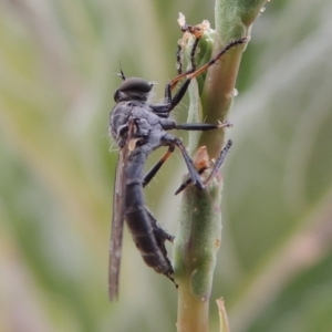 Cerdistus sp. (genus) at Paddys River, ACT - 21 Dec 2015 07:46 PM