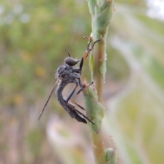 Cerdistus sp. (genus) at Paddys River, ACT - 21 Dec 2015 07:46 PM