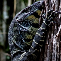 Varanus varius (Lace Monitor) at Coolangubra, NSW - 30 Oct 2018 by LocalFlowers