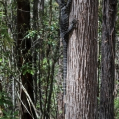 Varanus varius at Coolangubra, NSW - suppressed