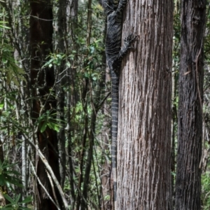 Varanus varius at Coolangubra, NSW - 30 Oct 2018