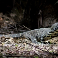 Varanus varius at Coolangubra, NSW - 30 Oct 2018