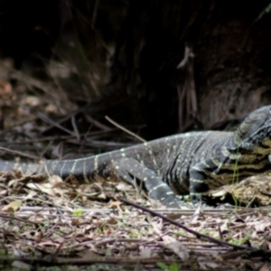 Varanus varius at Coolangubra, NSW - suppressed