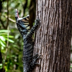 Varanus varius at Coolangubra, NSW - suppressed