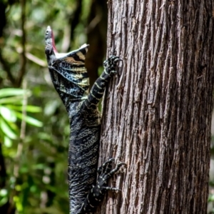 Varanus varius at Coolangubra, NSW - suppressed