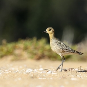 Pluvialis fulva at Mogareeka, NSW - 31 Oct 2018