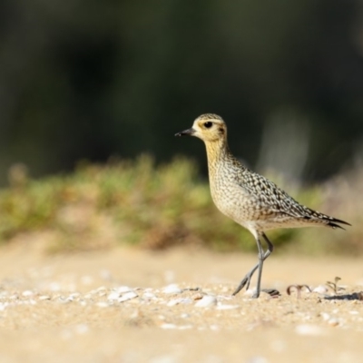 Pluvialis fulva (Pacific Golden-Plover) at Mogareeka, NSW - 30 Oct 2018 by Leo