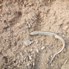 Morethia boulengeri (Boulenger's Skink) at Red Hill Nature Reserve - 30 Oct 2018 by MichaelMulvaney