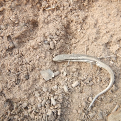 Morethia boulengeri (Boulenger's Skink) at Deakin, ACT - 30 Oct 2018 by MichaelMulvaney