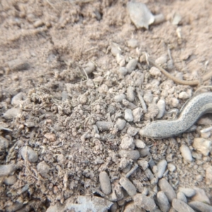 Morethia boulengeri at Deakin, ACT - 31 Oct 2018