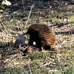Tachyglossus aculeatus (Short-beaked Echidna) at Deakin, ACT - 23 Oct 2018 by JackyF