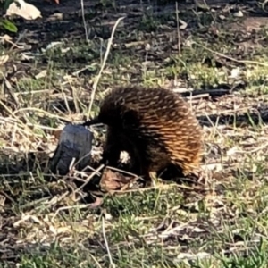 Tachyglossus aculeatus at Deakin, ACT - 23 Oct 2018