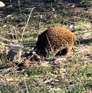 Tachyglossus aculeatus at Deakin, ACT - 23 Oct 2018 05:14 PM