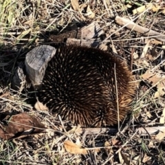 Tachyglossus aculeatus at Deakin, ACT - 23 Oct 2018