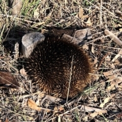 Tachyglossus aculeatus at Deakin, ACT - 23 Oct 2018 05:14 PM