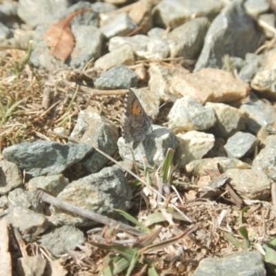 Lucia limbaria (Chequered Copper) at Red Hill Nature Reserve - 30 Oct 2018 by MichaelMulvaney