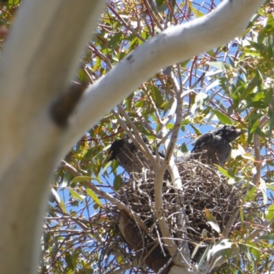 Strepera graculina (Pied Currawong) at Hughes, ACT - 30 Oct 2018 by JackyF