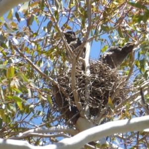 Strepera graculina at Hughes, ACT - 30 Oct 2018