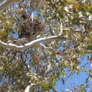 Strepera graculina at Hughes, ACT - 30 Oct 2018