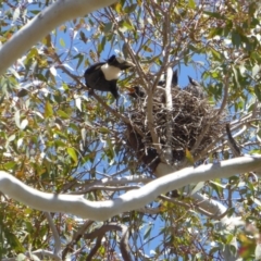 Strepera graculina at Hughes, ACT - 30 Oct 2018