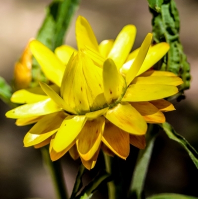 Xerochrysum bracteatum (Golden Everlasting) at Coolangubra, NSW - 30 Oct 2018 by LocalFlowers