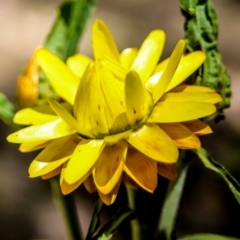 Xerochrysum bracteatum (Golden Everlasting) at Coolangubra, NSW - 30 Oct 2018 by WildernessPhotographer