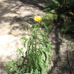 Xerochrysum bracteatum at Coolangubra, NSW - 30 Oct 2018 11:18 AM
