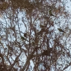 Polytelis swainsonii (Superb Parrot) at Gundaroo, NSW - 31 Oct 2018 by MPennay