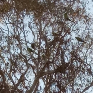 Polytelis swainsonii at Gundaroo, NSW - suppressed