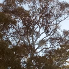 Polytelis swainsonii at Gundaroo, NSW - suppressed