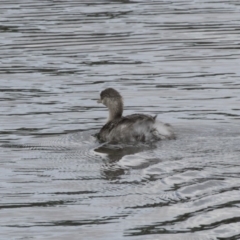 Poliocephalus poliocephalus (Hoary-headed Grebe) at Forde, ACT - 16 Oct 2018 by AlisonMilton