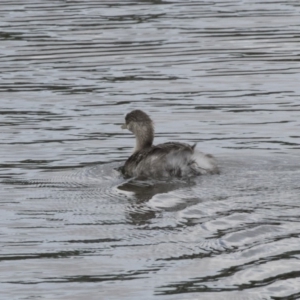 Poliocephalus poliocephalus at Forde, ACT - 16 Oct 2018