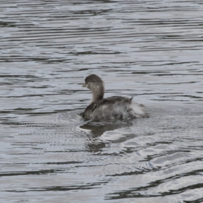 Poliocephalus poliocephalus (Hoary-headed Grebe) at Forde, ACT - 16 Oct 2018 by AlisonMilton