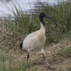 Threskiornis molucca (Australian White Ibis) at Amaroo, ACT - 16 Oct 2018 by AlisonMilton