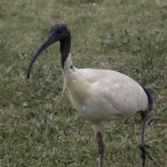 Threskiornis molucca at Amaroo, ACT - 16 Oct 2018 01:05 PM