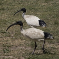 Threskiornis molucca at Amaroo, ACT - 16 Oct 2018 01:05 PM