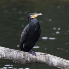 Phalacrocorax carbo (Great Cormorant) at Yerrabi Pond - 16 Oct 2018 by Alison Milton