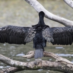 Phalacrocorax carbo at Amaroo, ACT - 16 Oct 2018