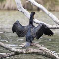 Phalacrocorax carbo at Amaroo, ACT - 16 Oct 2018