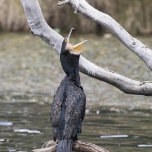 Phalacrocorax carbo at Amaroo, ACT - 16 Oct 2018