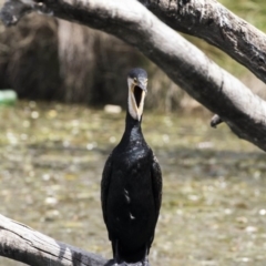 Phalacrocorax carbo at Amaroo, ACT - 16 Oct 2018