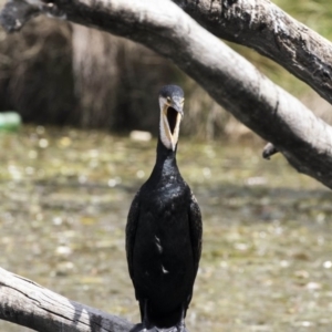 Phalacrocorax carbo at Amaroo, ACT - 16 Oct 2018