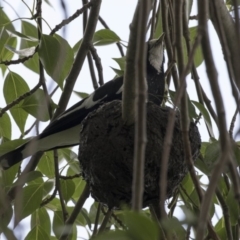 Grallina cyanoleuca at Amaroo, ACT - 16 Oct 2018 12:55 PM