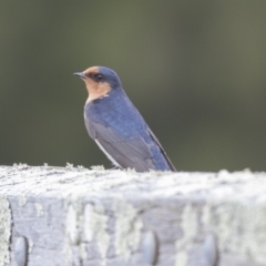 Hirundo neoxena (Welcome Swallow) at Yerrabi Pond - 16 Oct 2018 by Alison Milton