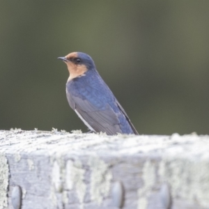 Hirundo neoxena at Amaroo, ACT - 16 Oct 2018 12:58 PM