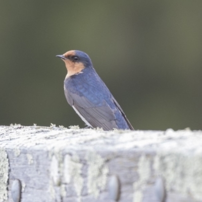 Hirundo neoxena (Welcome Swallow) at Amaroo, ACT - 16 Oct 2018 by AlisonMilton