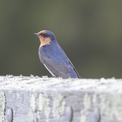 Hirundo neoxena (Welcome Swallow) at Amaroo, ACT - 16 Oct 2018 by Alison Milton