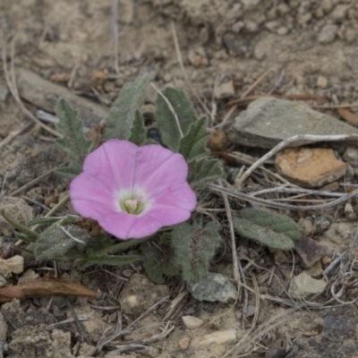 Convolvulus angustissimus subsp. angustissimus (Australian Bindweed) at Forde, ACT - 15 Oct 2018 by AlisonMilton