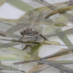 Anax papuensis at Amaroo, ACT - 16 Oct 2018