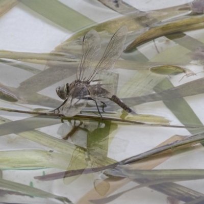 Anax papuensis (Australian Emperor) at Yerrabi Pond - 16 Oct 2018 by Alison Milton